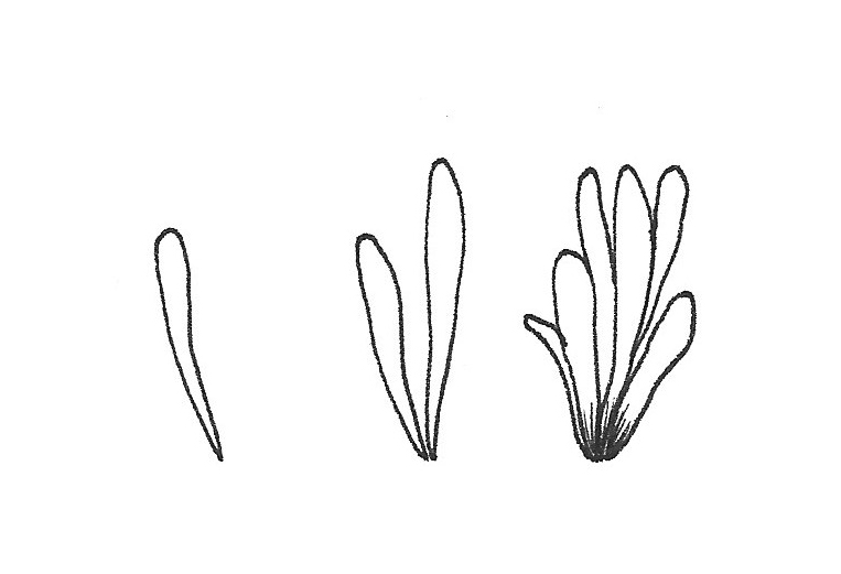 doodles floraux