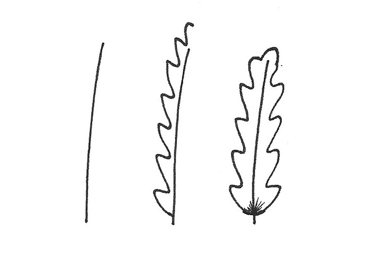 doodles floraux